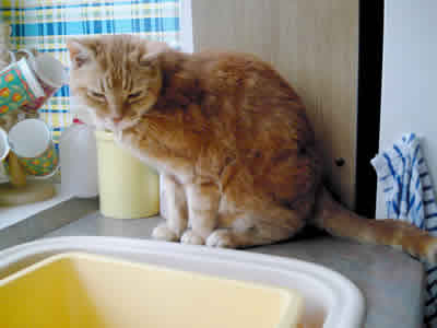 Tiger the Ginger Tabby Tomcat getting ready for a drink